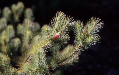APII jpeg image of Astroloma pinifolium  © contact APII