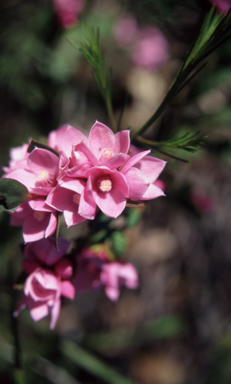 APII jpeg image of Boronia serrulata  © contact APII