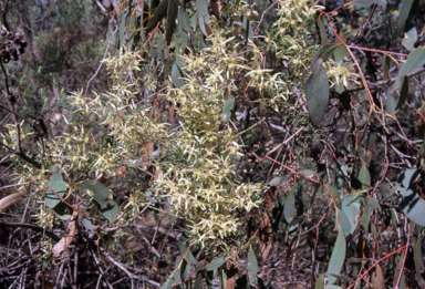 APII jpeg image of Clematis microphylla  © contact APII