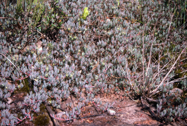 APII jpeg image of Darwinia glaucophylla  © contact APII