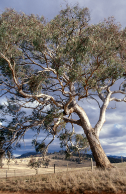 APII jpeg image of Eucalyptus melliodora  © contact APII