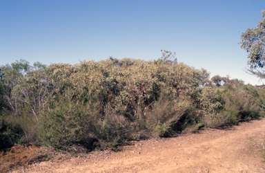 APII jpeg image of Eucalyptus notabilis  © contact APII