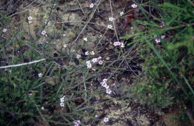 APII jpeg image of Euryomyrtus ramosissima subsp. ramosissima  © contact APII