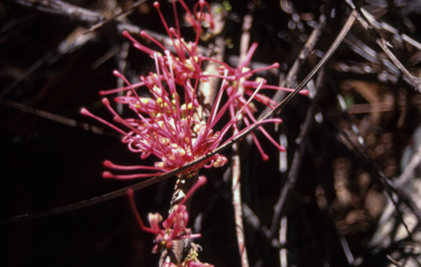 APII jpeg image of Hakea bakeriana  © contact APII