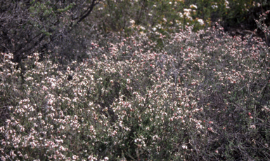 APII jpeg image of Micromyrtus blakelyi  © contact APII