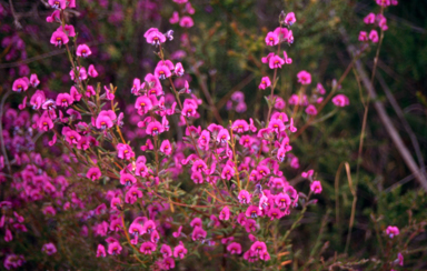 APII jpeg image of Mirbelia speciosa  © contact APII