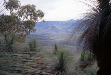 APII jpeg image of Xanthorrhoea australis  © contact APII