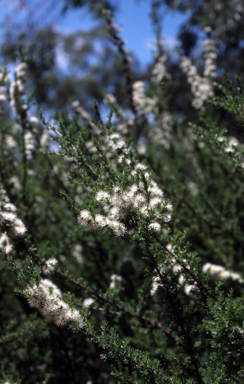 APII jpeg image of Kunzea ambigua  © contact APII