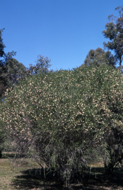 APII jpeg image of Melaleuca viminea  © contact APII