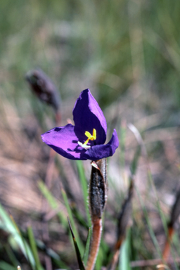 APII jpeg image of Patersonia sericea  © contact APII