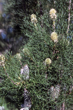 APII jpeg image of Petrophile pulchella  © contact APII