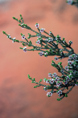 APII jpeg image of Aluta maisonneuvei  © contact APII