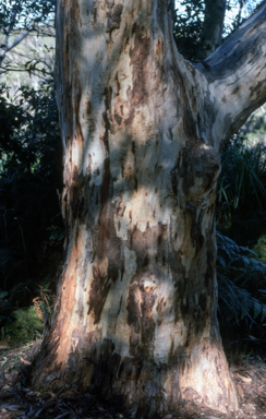 APII jpeg image of Eucalyptus racemosa  © contact APII