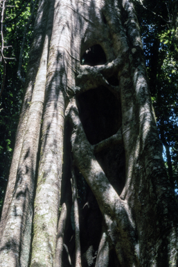 APII jpeg image of Ficus obliqua  © contact APII