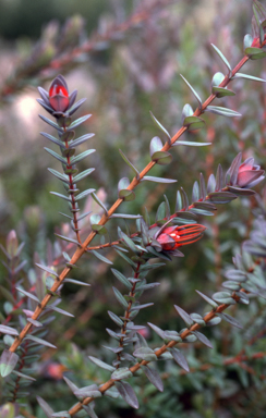 APII jpeg image of Darwinia citriodora  © contact APII