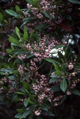 APII jpeg image of Elaeocarpus reticulatus  © contact APII