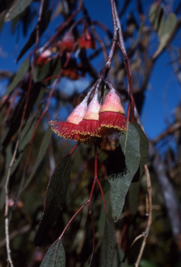 APII jpeg image of Eucalyptus caesia  © contact APII