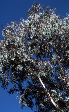 APII jpeg image of Eucalyptus kartzoffiana  © contact APII
