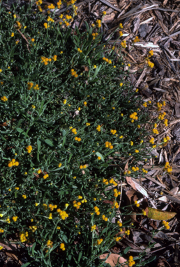 APII jpeg image of Chrysocephalum ramosissimum  © contact APII