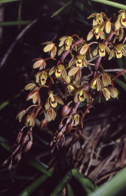 APII jpeg image of Cymbidium suave  © contact APII