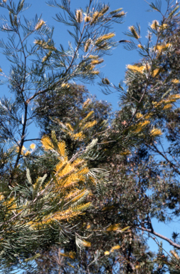 APII jpeg image of Grevillea 'Sandra Gordon'  © contact APII