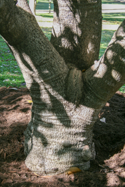 APII jpeg image of Cerbera manghas  © contact APII