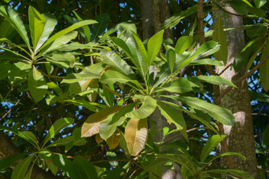 APII jpeg image of Alstonia spectabilis  © contact APII