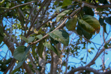 APII jpeg image of Sterculia quadrifida  © contact APII