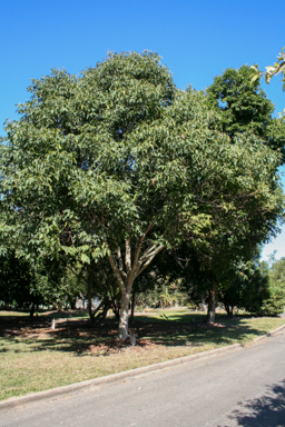 APII jpeg image of Pleiogynium timoriense  © contact APII