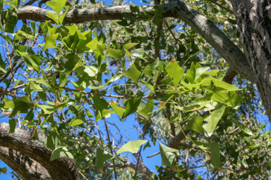 APII jpeg image of Erythrina vespertilio  © contact APII