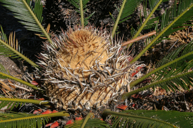 APII jpeg image of Cycas media  © contact APII