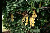 Millettia megasperma
