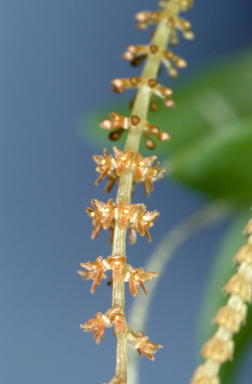 APII jpeg image of Oberonia carnosa  © contact APII