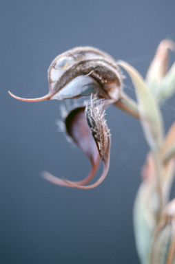 APII jpeg image of Pterostylis boormanii  © contact APII