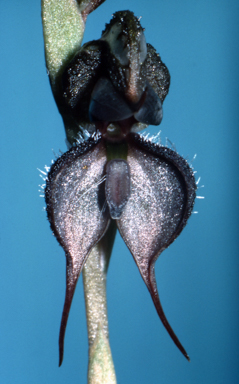 APII jpeg image of Pterostylis boormanii  © contact APII