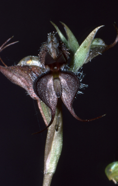 APII jpeg image of Pterostylis boormanii  © contact APII