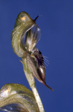 APII jpeg image of Pterostylis aciculiformis  © contact APII