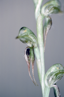 APII jpeg image of Pterostylis frenchii  © contact APII