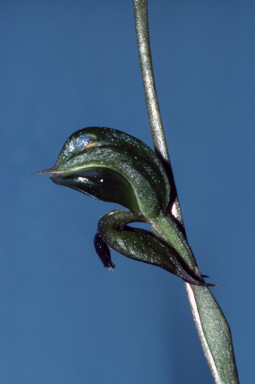APII jpeg image of Pterostylis gibbosa  © contact APII