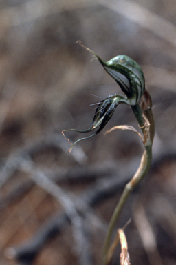 APII jpeg image of Pterostylis excelsa  © contact APII