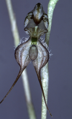 APII jpeg image of Pterostylis planulata  © contact APII
