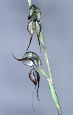 APII jpeg image of Pterostylis planulata  © contact APII