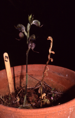 APII jpeg image of Pterostylis xerophila  © contact APII