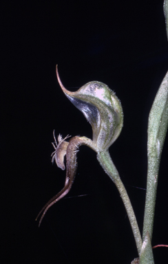 APII jpeg image of Pterostylis setifera  © contact APII