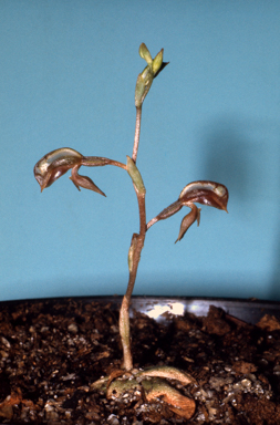 APII jpeg image of Pterostylis rufa  © contact APII