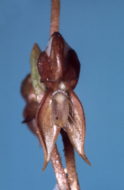 APII jpeg image of Pterostylis rufa  © contact APII