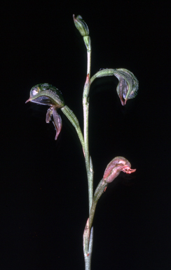 APII jpeg image of Pterostylis pusilla  © contact APII