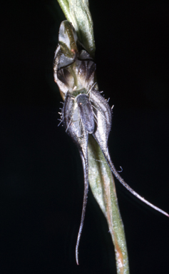 APII jpeg image of Pterostylis excelsa  © contact APII