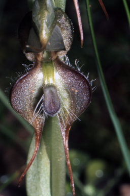 APII jpeg image of Pterostylis lepida  © contact APII