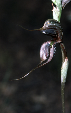 APII jpeg image of Pterostylis maxima  © contact APII